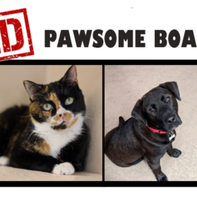 Join Our Board of Directors at Panhandle Humane Society!