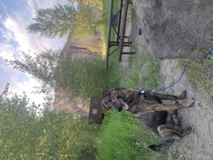 Finn at one of the campsites on our road trip last year. 